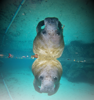 Manatee Riving Center American Pro Diving Center Crystal River