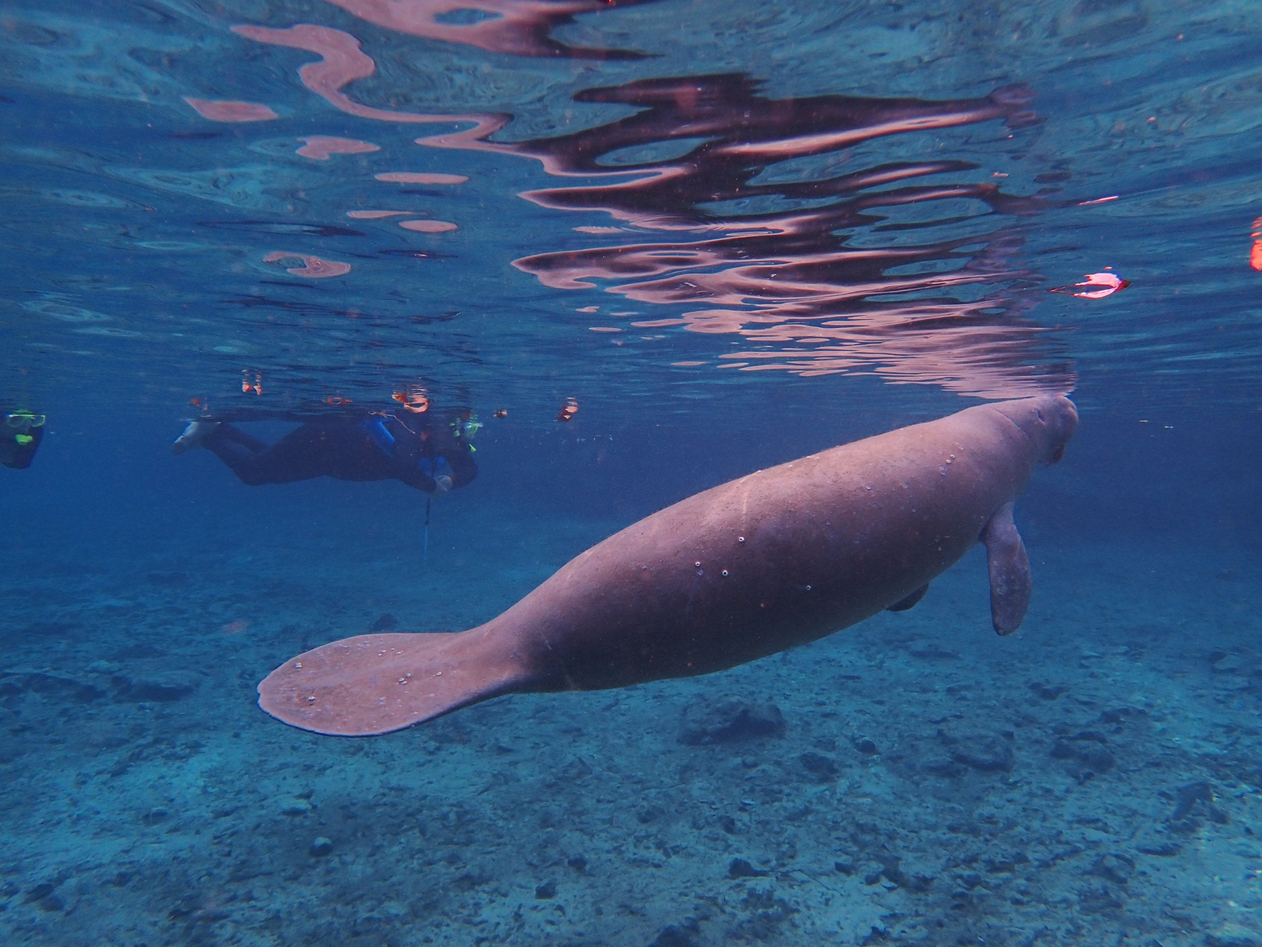 Manatee Riving Center Manatee excursions 60 photos - Travelerscast.com
