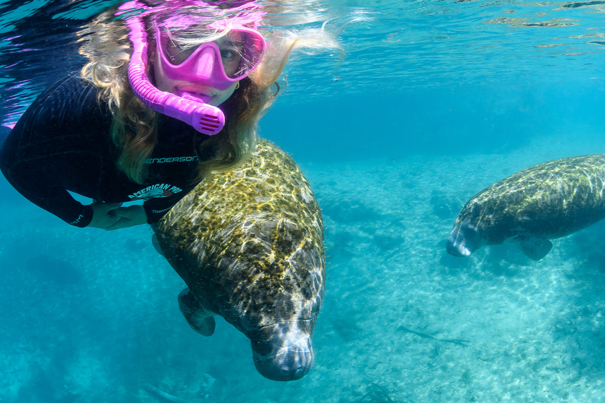 Manatee Riving Center Classic Crystal River Manatee Tour – American Pro Diving Center Crystal ...