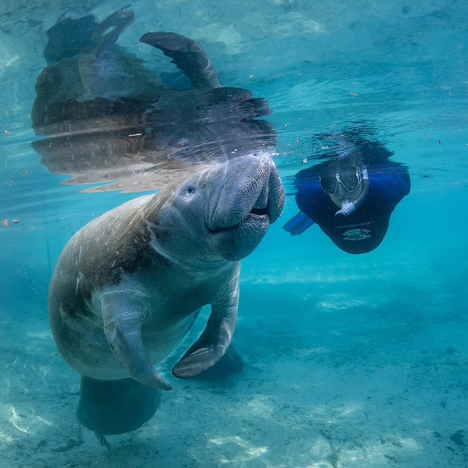 Manatee Riving Center Private Manatee Tours – American Pro Diving Center Crystal River