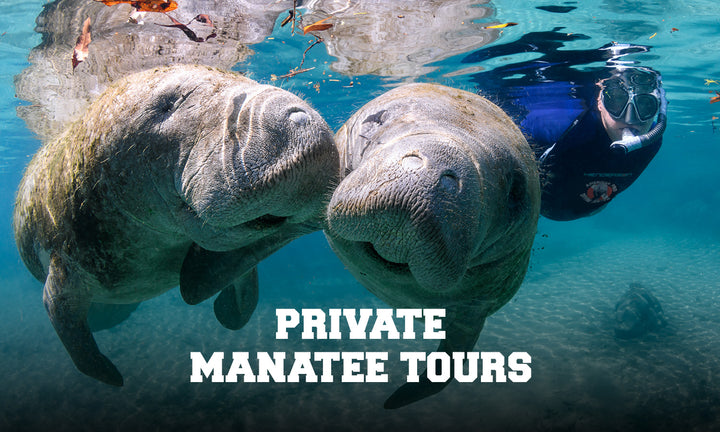 Manatee Riving Center Crystal River Manatee Tours – American Pro Diving Center Crystal River