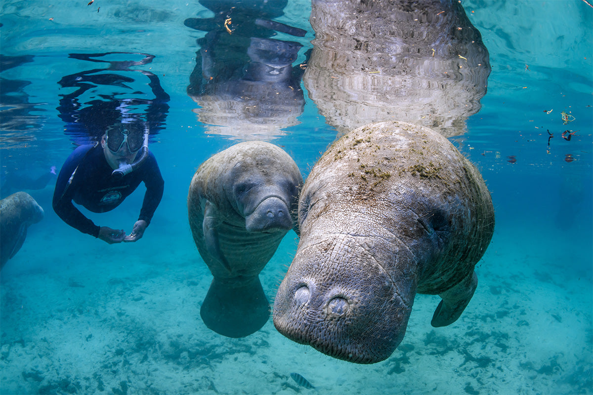 Manatee Riving Center Classic Manatee Tour – American Pro Diving Center Crystal River