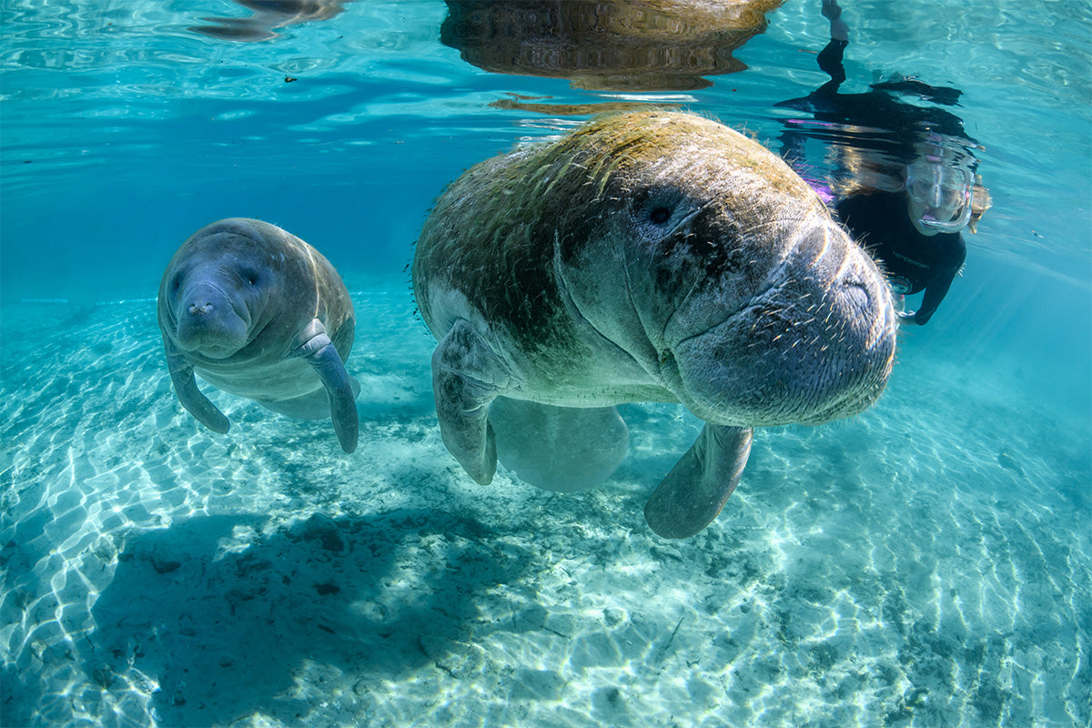 Manatee Riving Center Classic Crystal River Manatee Tour – American Pro Diving Center Crystal ...