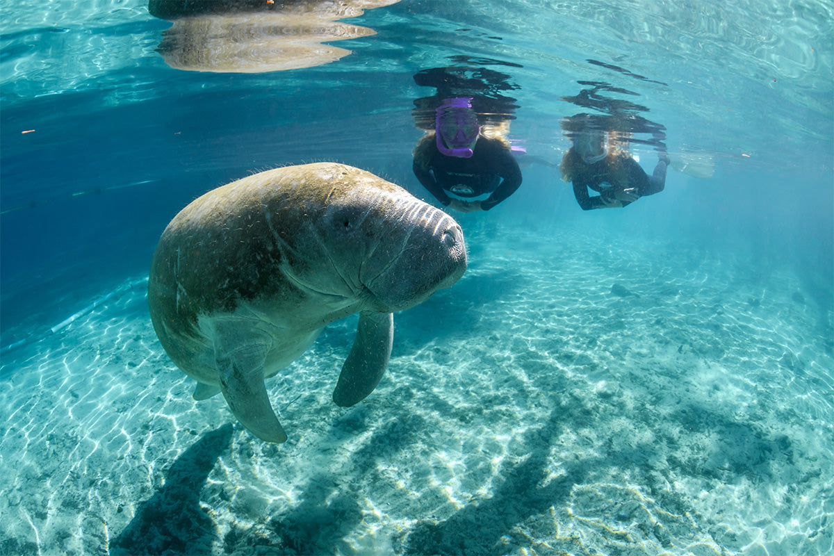 Manatee Riving Center Semi-Private Manatee Tours – American Pro Diving Center Crystal River
